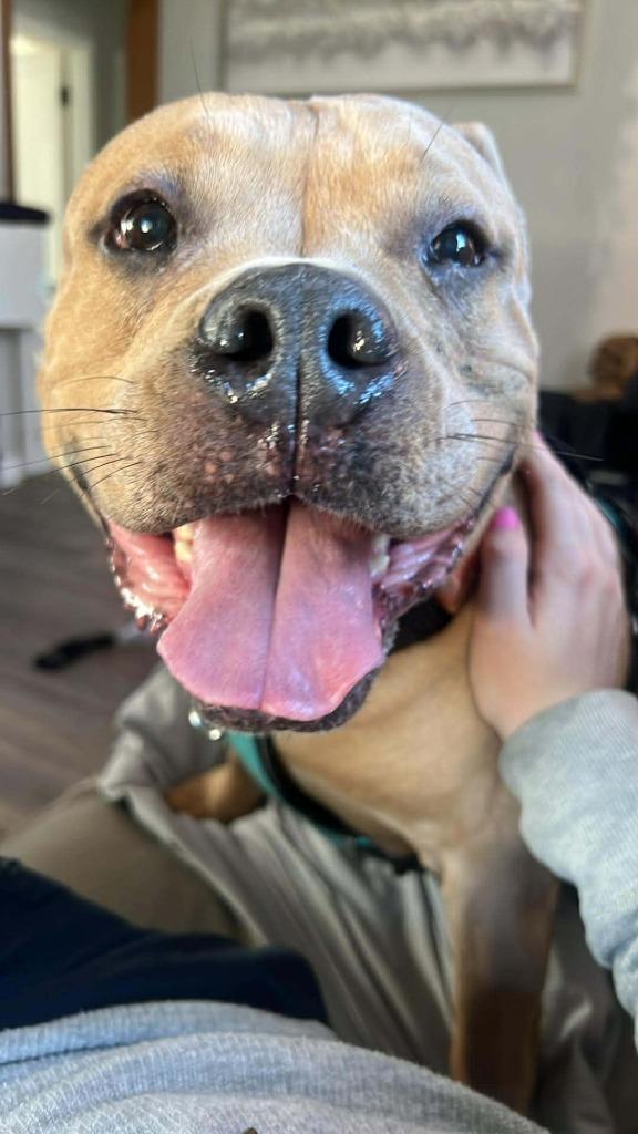 Enlarge Kit $450, a Adoptable Pit Bull Terrier in Milwaukee, WI image 6/6