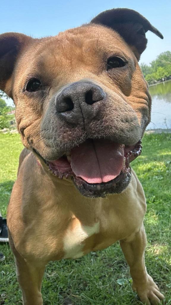 Enlarge Kit $450, a Adoptable Pit Bull Terrier in Milwaukee, WI image 4/6