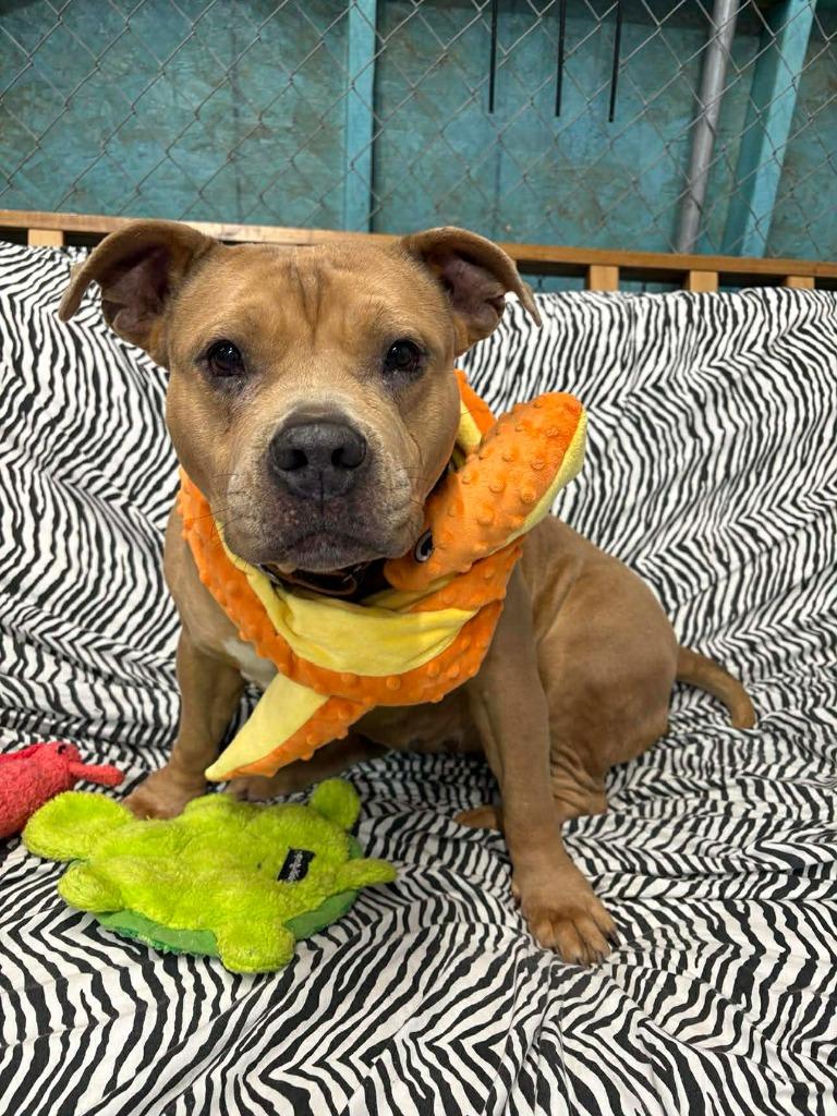 Enlarge Kit $450, a Adoptable Pit Bull Terrier in Milwaukee, WI image 6/6