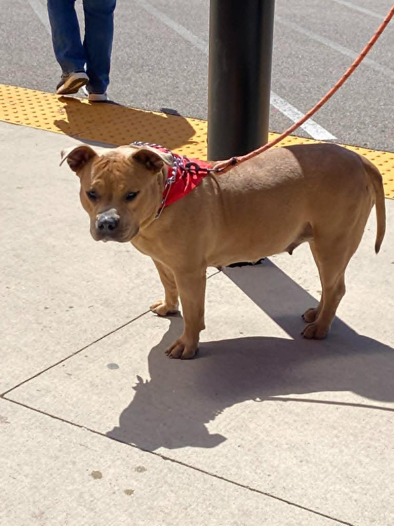 Enlarge Kit $250, a Adoptable Pit Bull Terrier in Milwaukee, WI image 6/6