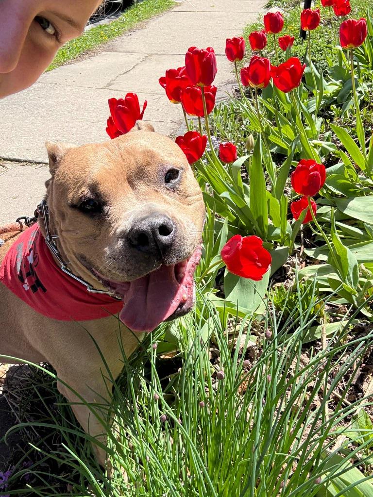 Enlarge Kit $250, a Adoptable Pit Bull Terrier in Milwaukee, WI image 6/6