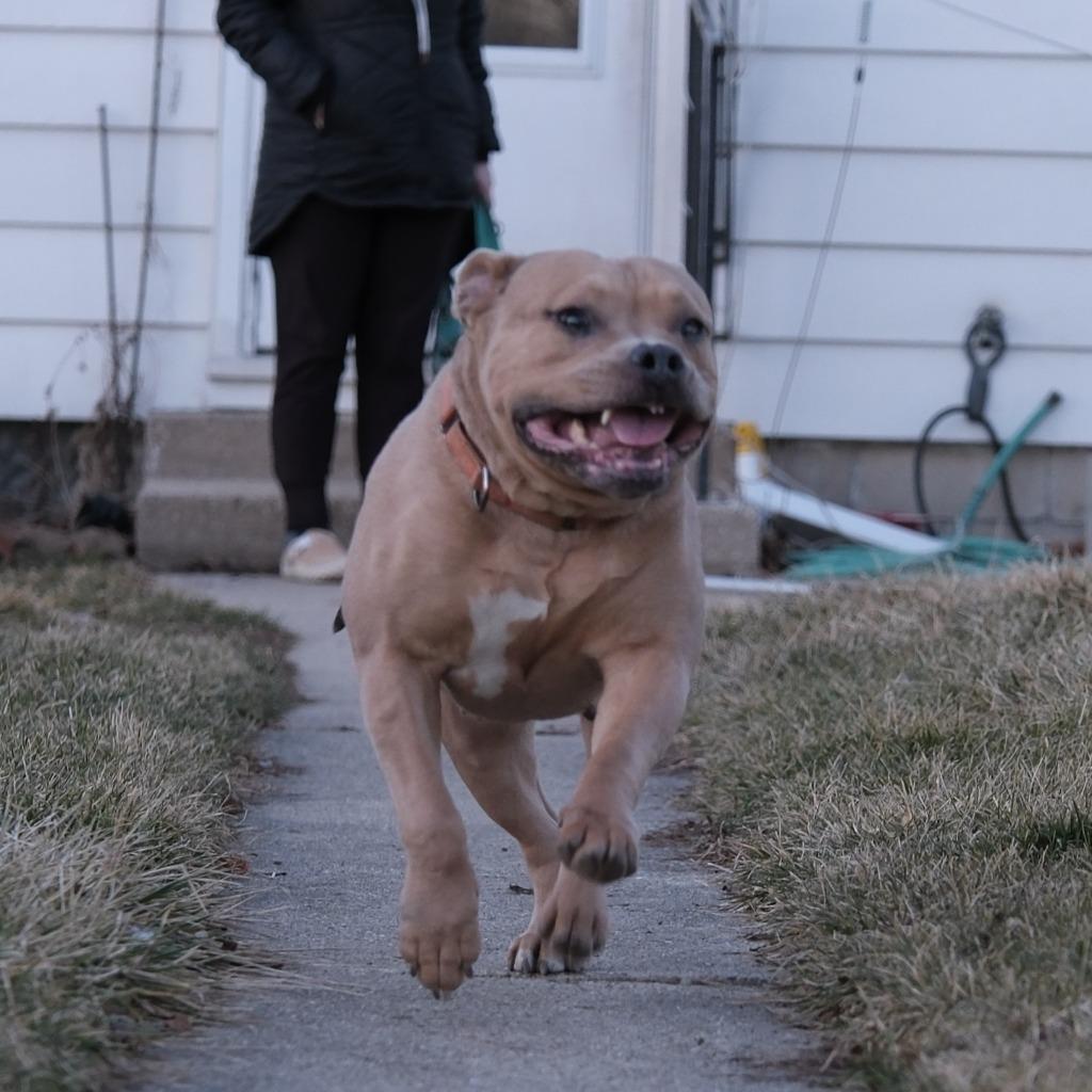 Enlarge Kit $450, a Adoptable Pit Bull Terrier in Milwaukee, WI image 6/6