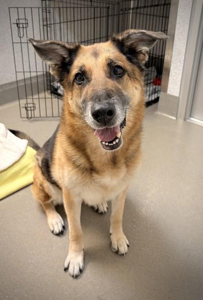 Paisley, Adoptable, Senior Female German Shepherd Dog & Mixed Breed.