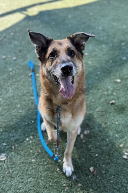 Paisley, Adoptable, Senior Female German Shepherd Dog & Mixed Breed.