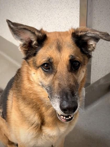 Enlarge Paisley, a Adoptable mixed breed in Roseville, CA image 2/3