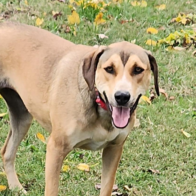 Destiny, Adoptable, Young Female Labrador Retriever & Mixed Breed.