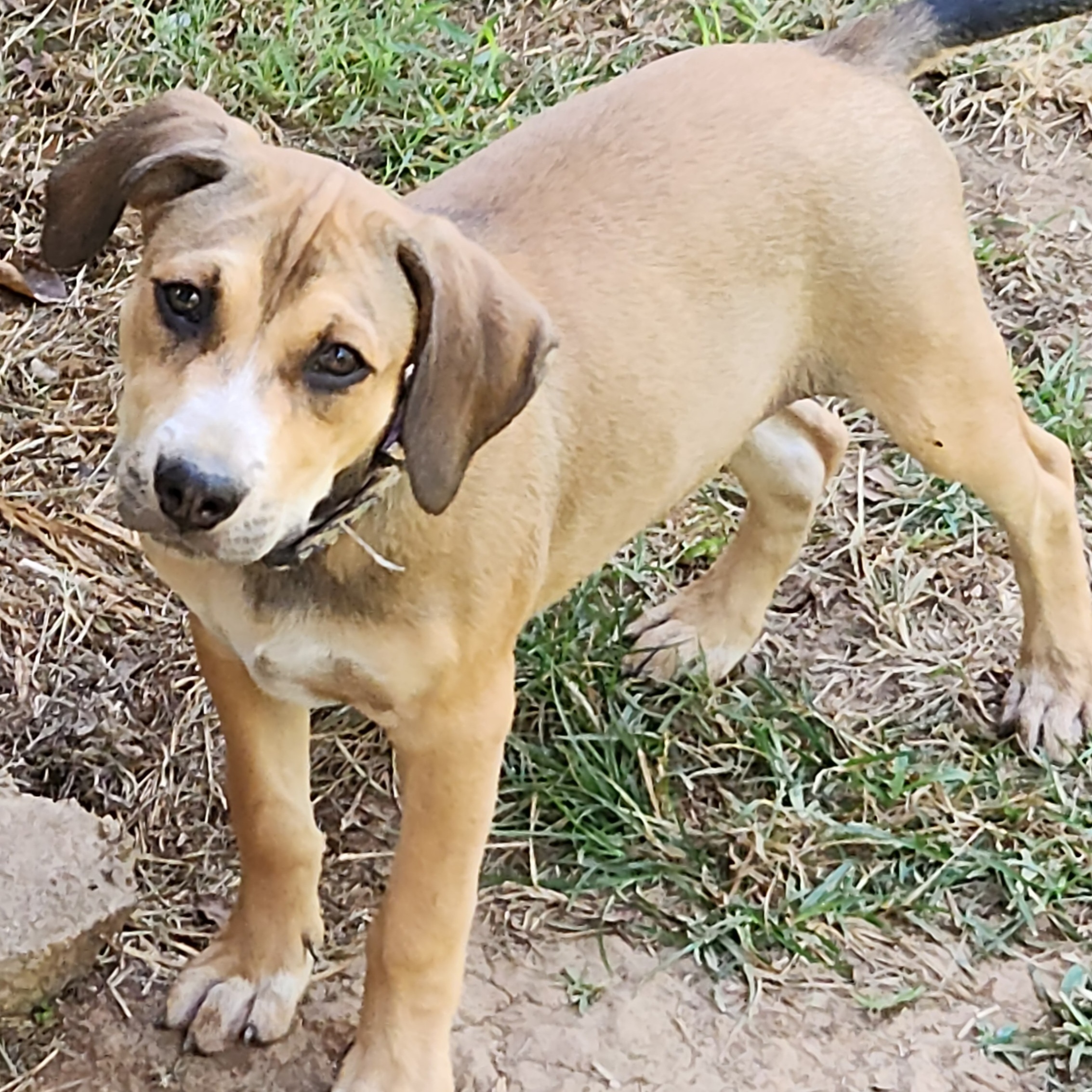 Destiny, a Adoptable mixed breed in Flintstone, GA image 5/5
