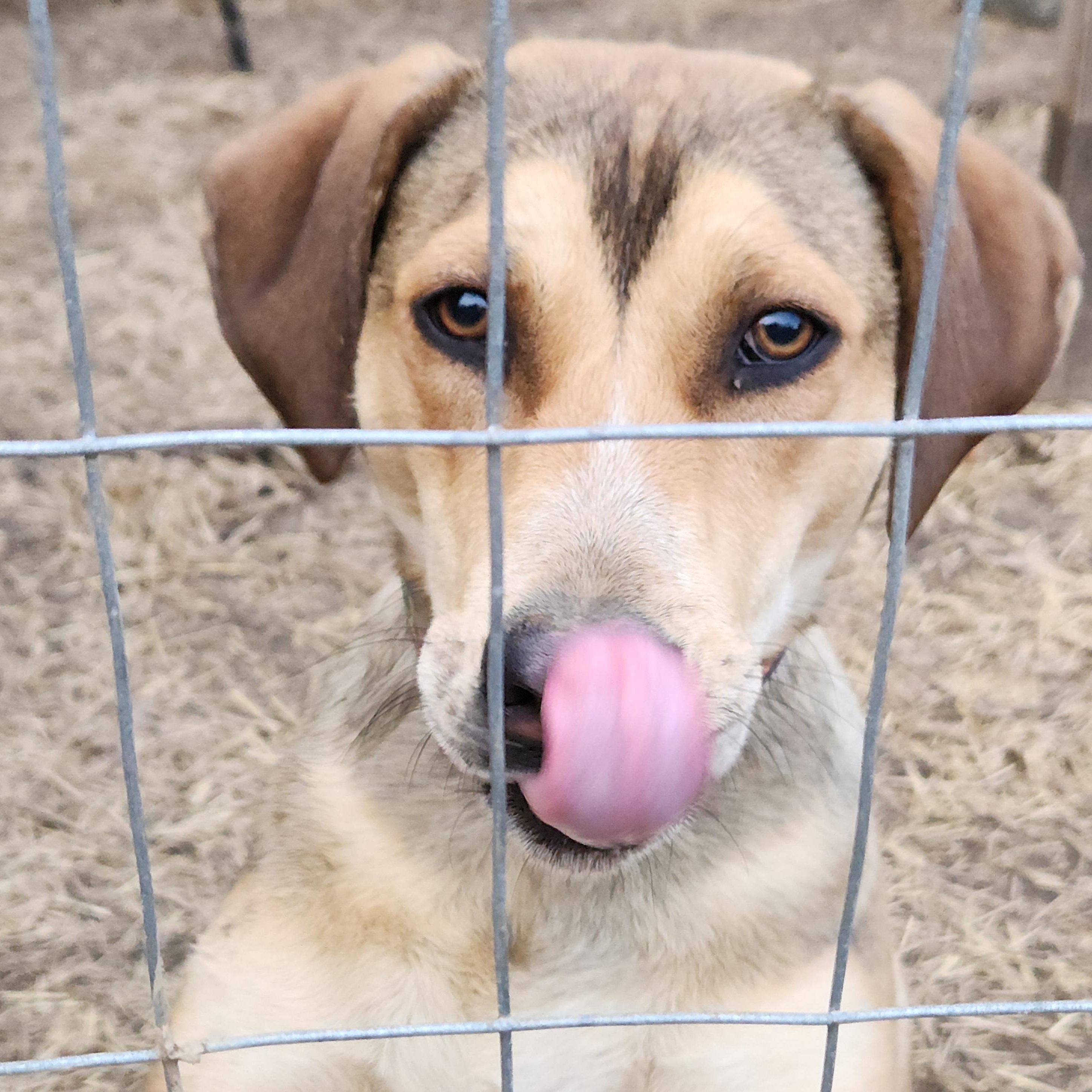 Destiny, a Adoptable mixed breed in Flintstone, GA image 3/5