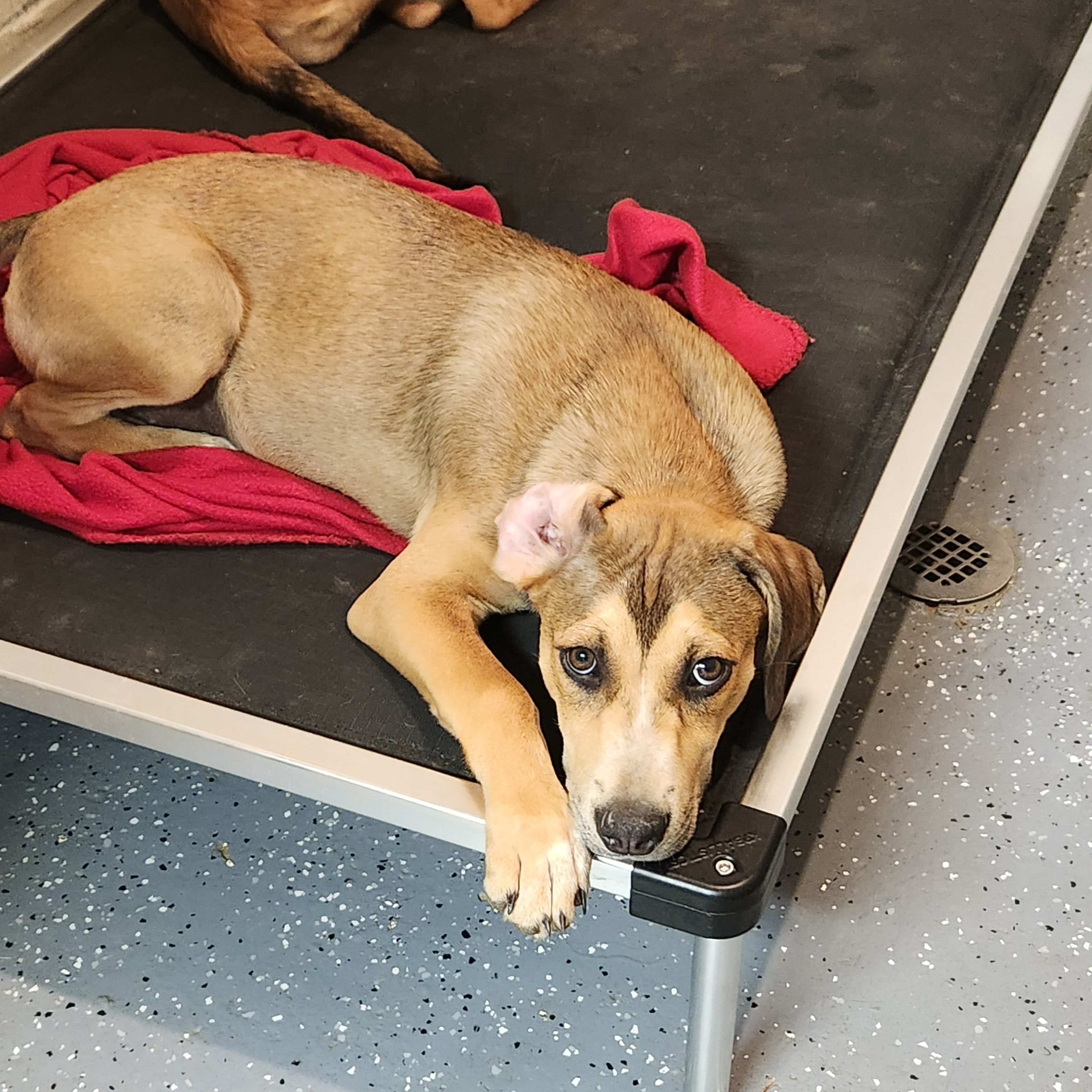 Destiny, a Adoptable mixed breed in Flintstone, GA image 4/5