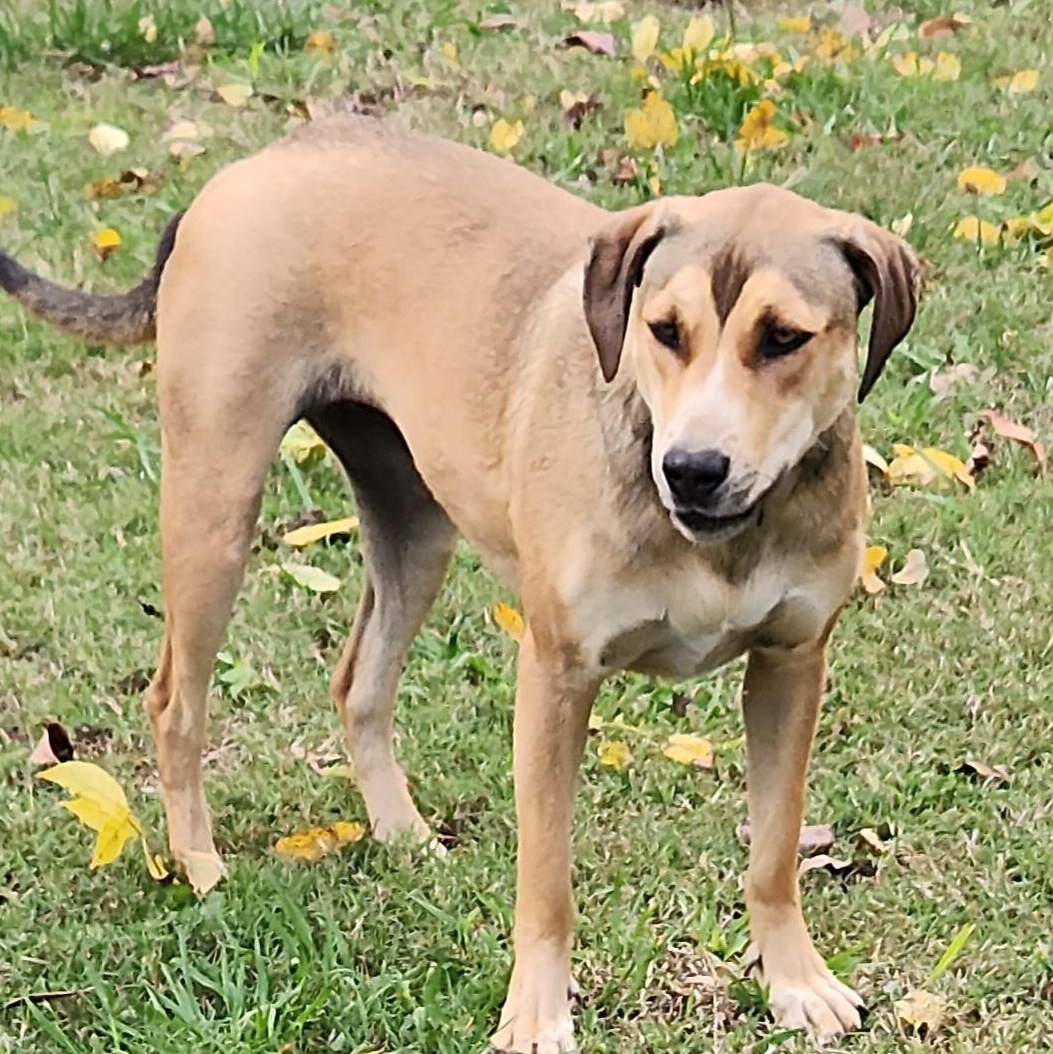 Destiny, Adoptable, Adult Female Labrador Retriever & Mixed Breed.