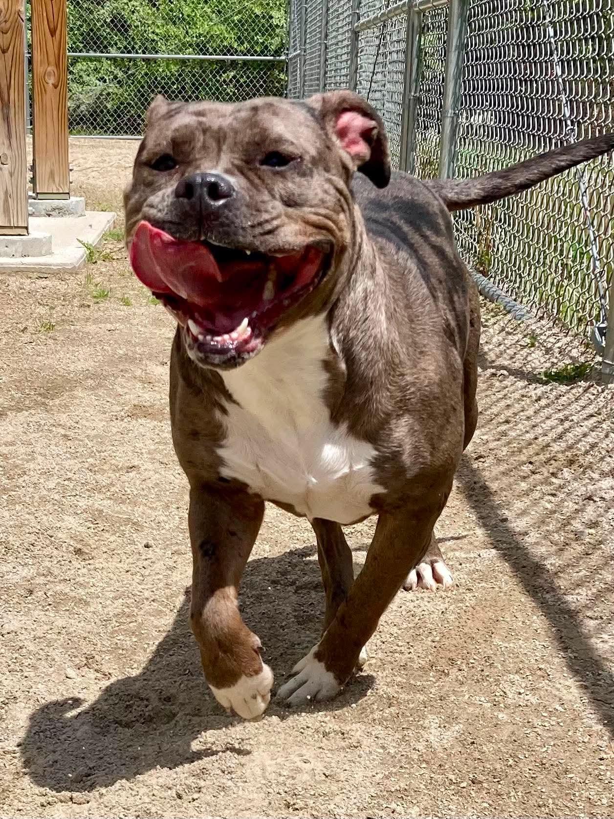 Enlarge Blossom, a ADOPTABLE mixed breed in Cranston, RI image 5/5