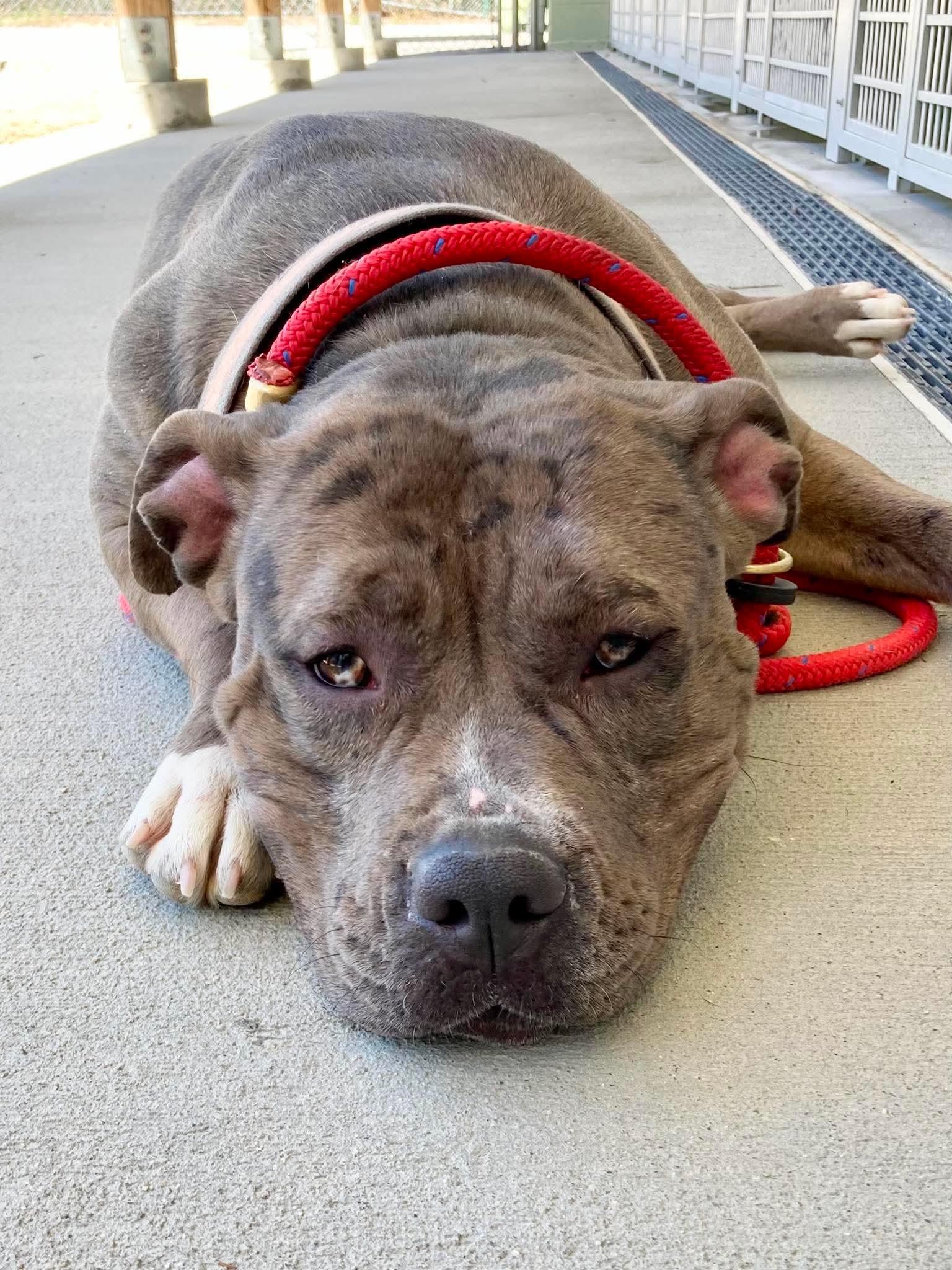 Blossom, ADOPTABLE, Adult Female American Bully & Pit Bull Terrier.