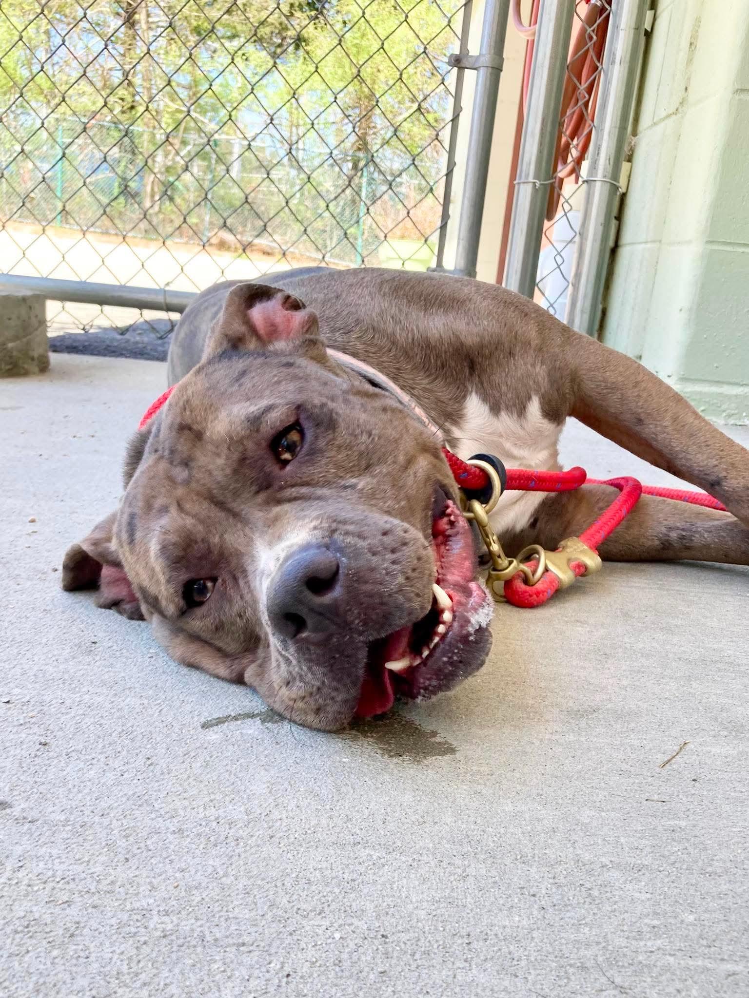 Enlarge Blossom, a ADOPTABLE mixed breed in Cranston, RI image 4/5