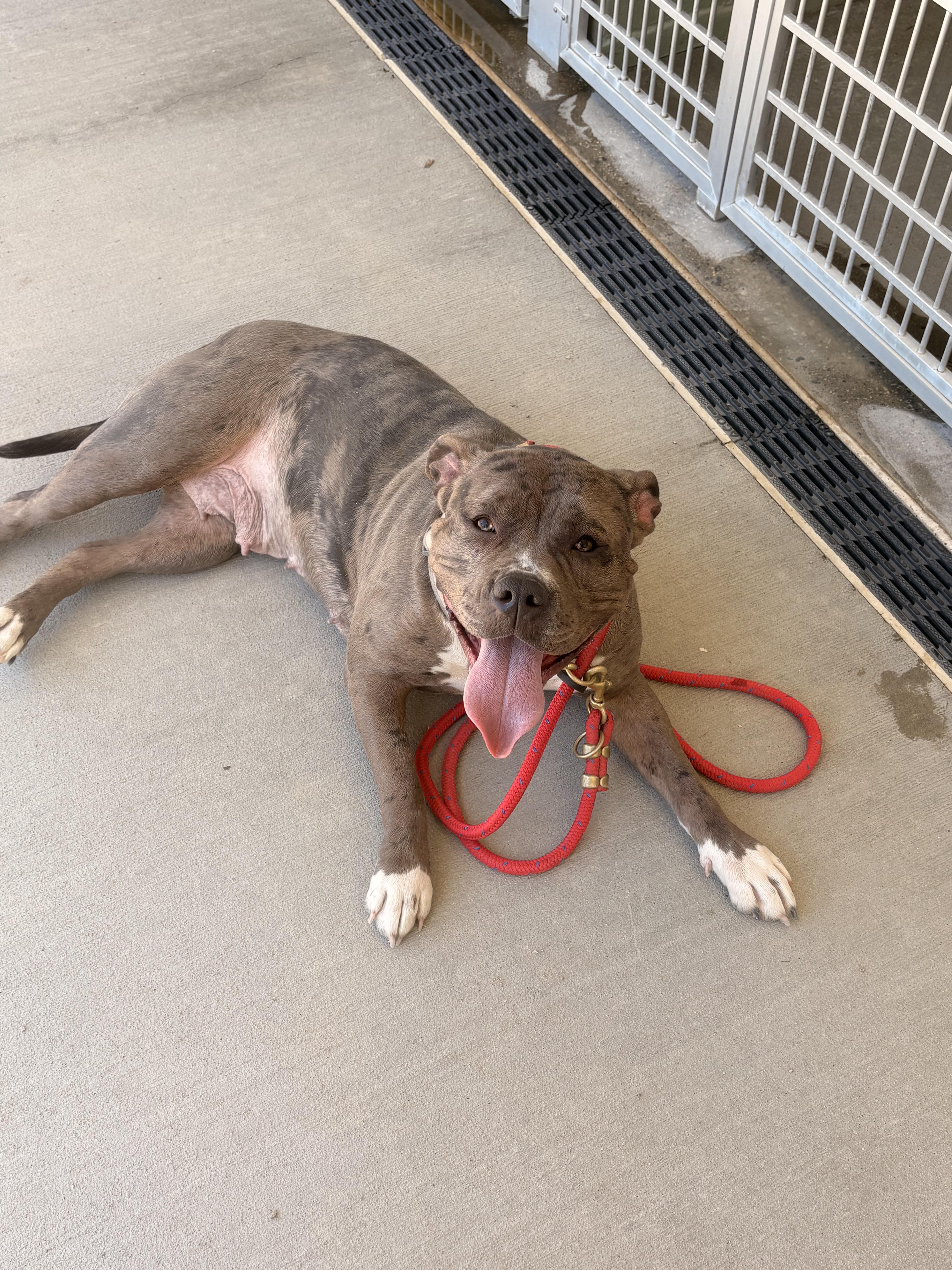 Enlarge Blossom, a ADOPTABLE mixed breed in Cranston, RI image 3/5