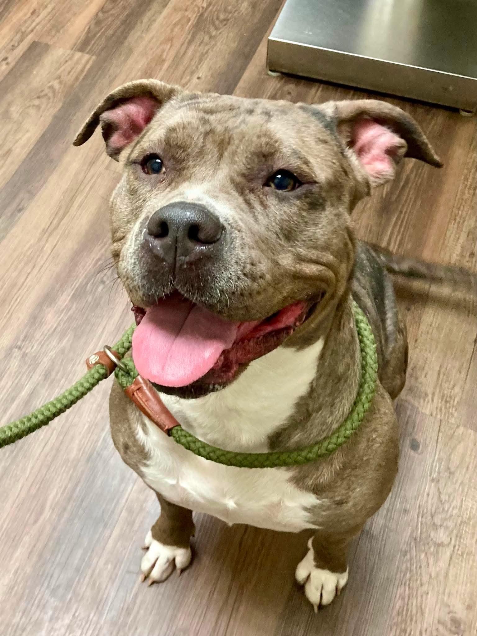 Enlarge Blossom, a ADOPTABLE mixed breed in Cranston, RI image 2/5