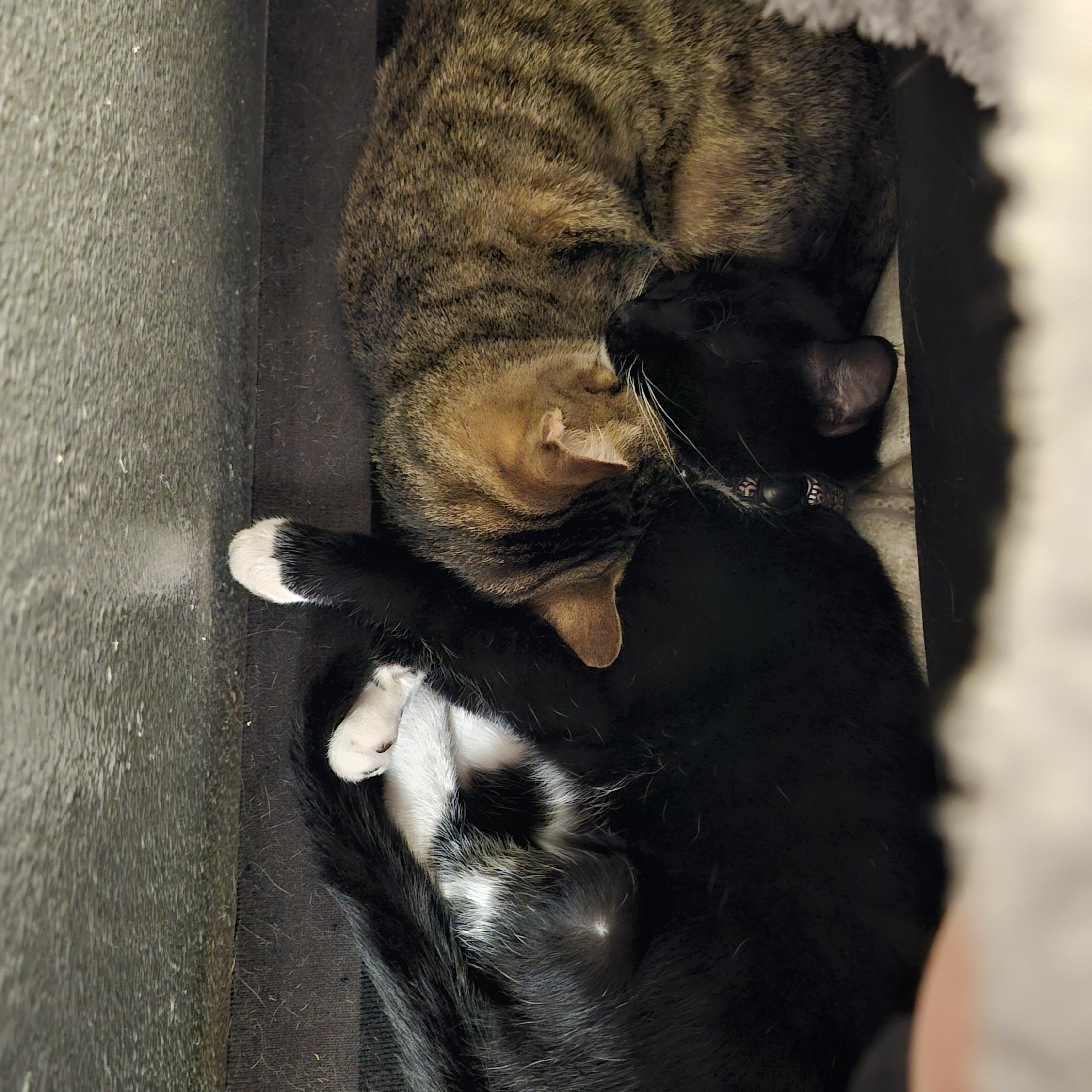 Enlarge Beno, an adoptable Domestic Short Hair in Tahlequah, OK image 4/4