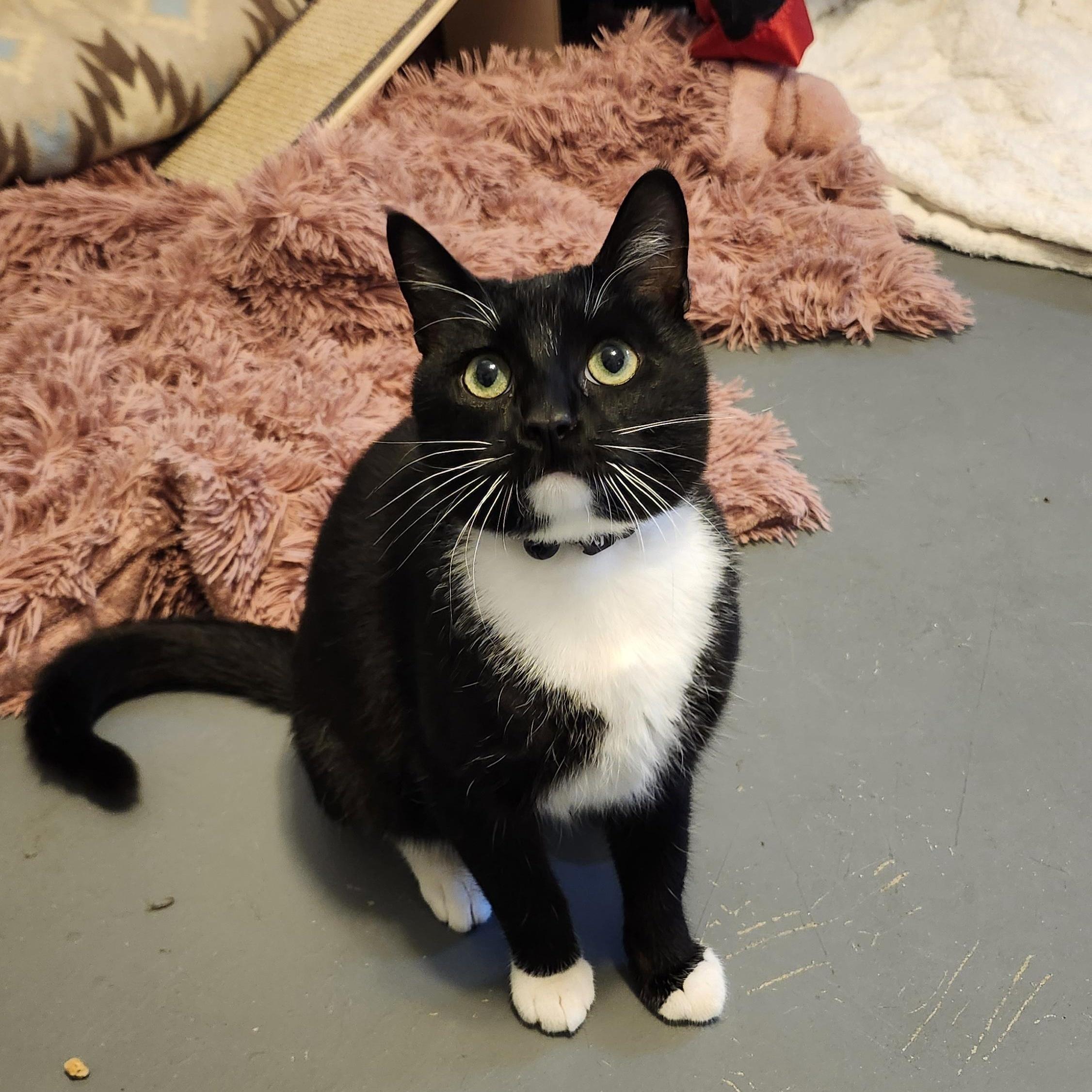 Enlarge Beno, an adoptable Tuxedo in Tahlequah, OK image 1/5