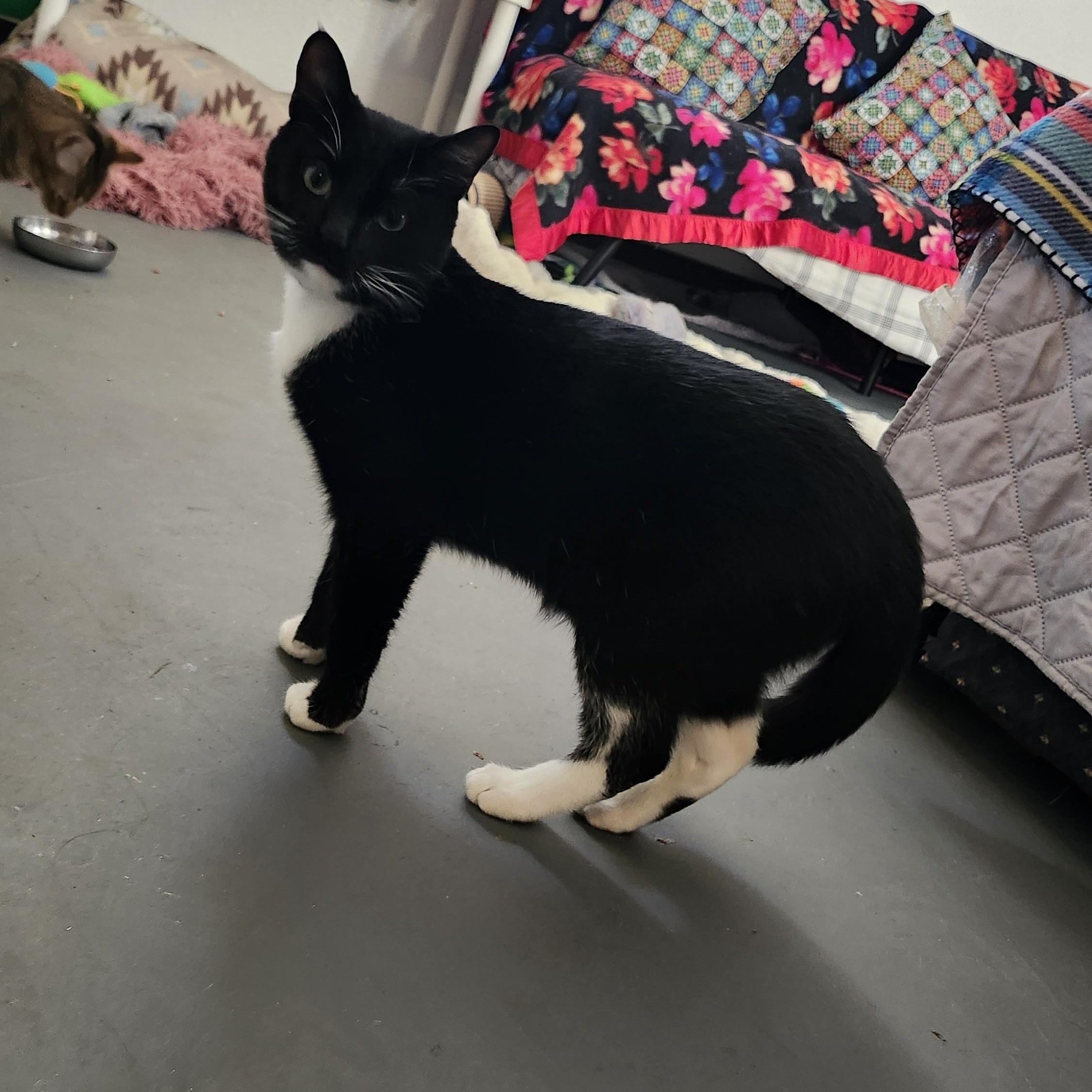 Enlarge Beno, an adoptable Tuxedo in Tahlequah, OK image 3/5