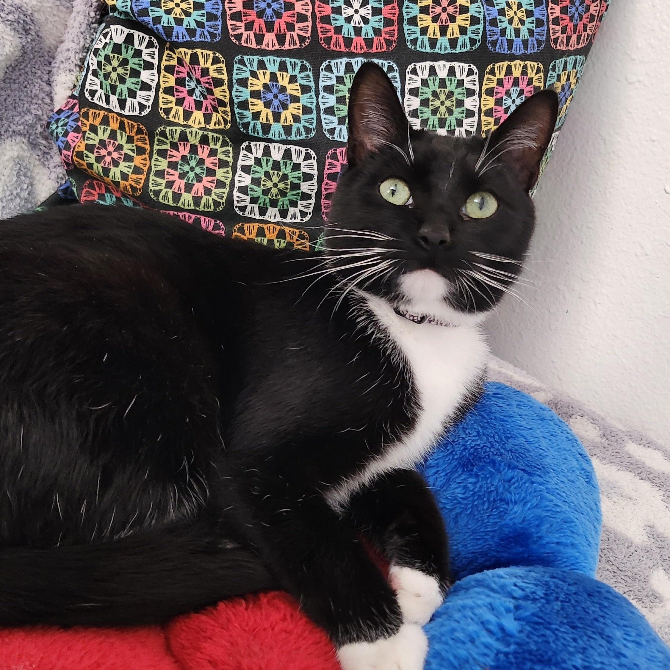 Enlarge Beno, an adoptable Tuxedo in Tahlequah, OK image 2/5