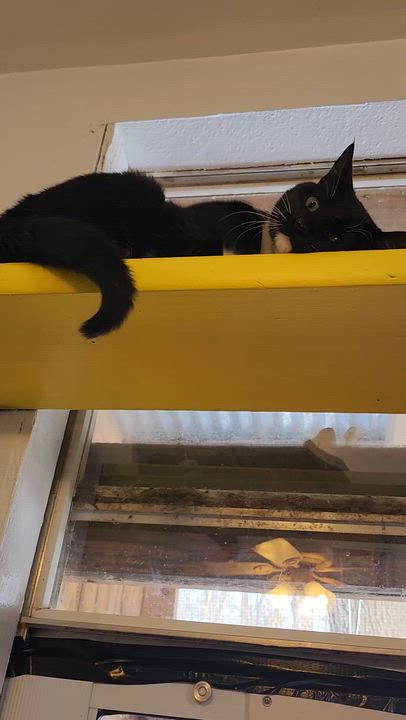 Enlarge Beno, an adoptable Tuxedo in Tahlequah, OK video 5/5