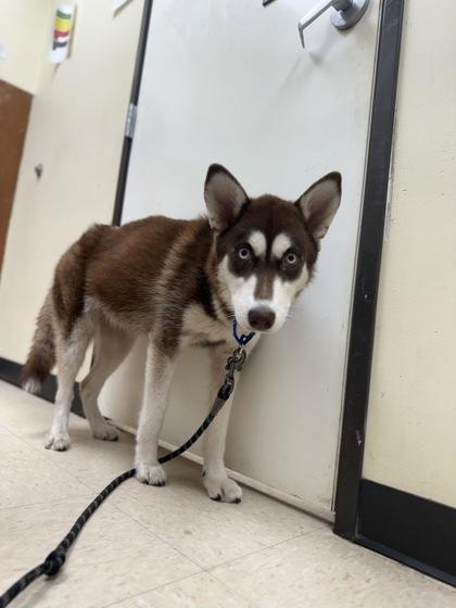 Bonnie, Adoptable, Young Female Siberian Husky & Mixed Breed.