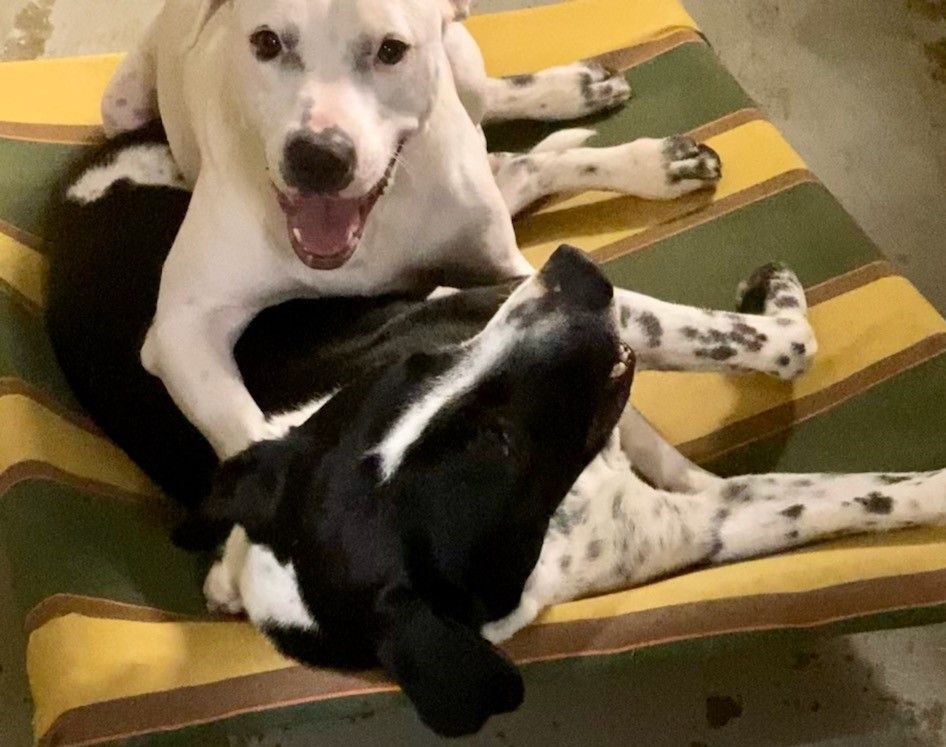 August, a Adoptable mixed breed in Newport Beach, CA image 2/6