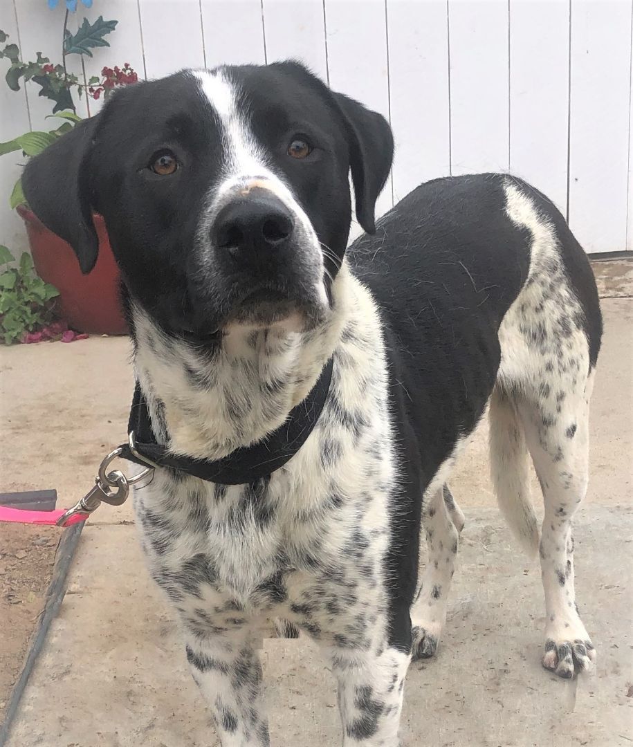 August, a Adoptable mixed breed in Newport Beach, CA image 3/6