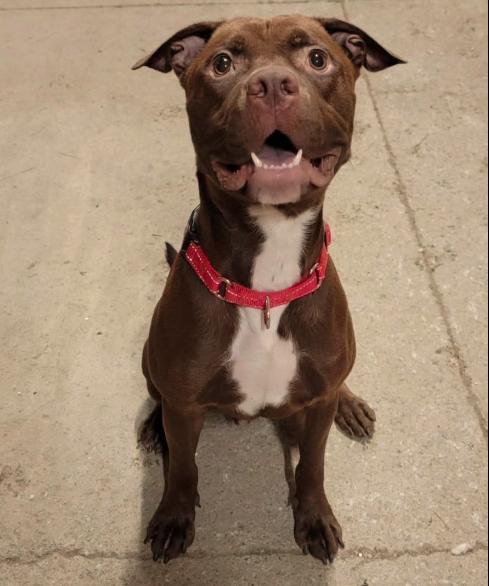 Boone (1 Year Old), Adoptable, Young Male Pit Bull Terrier.
