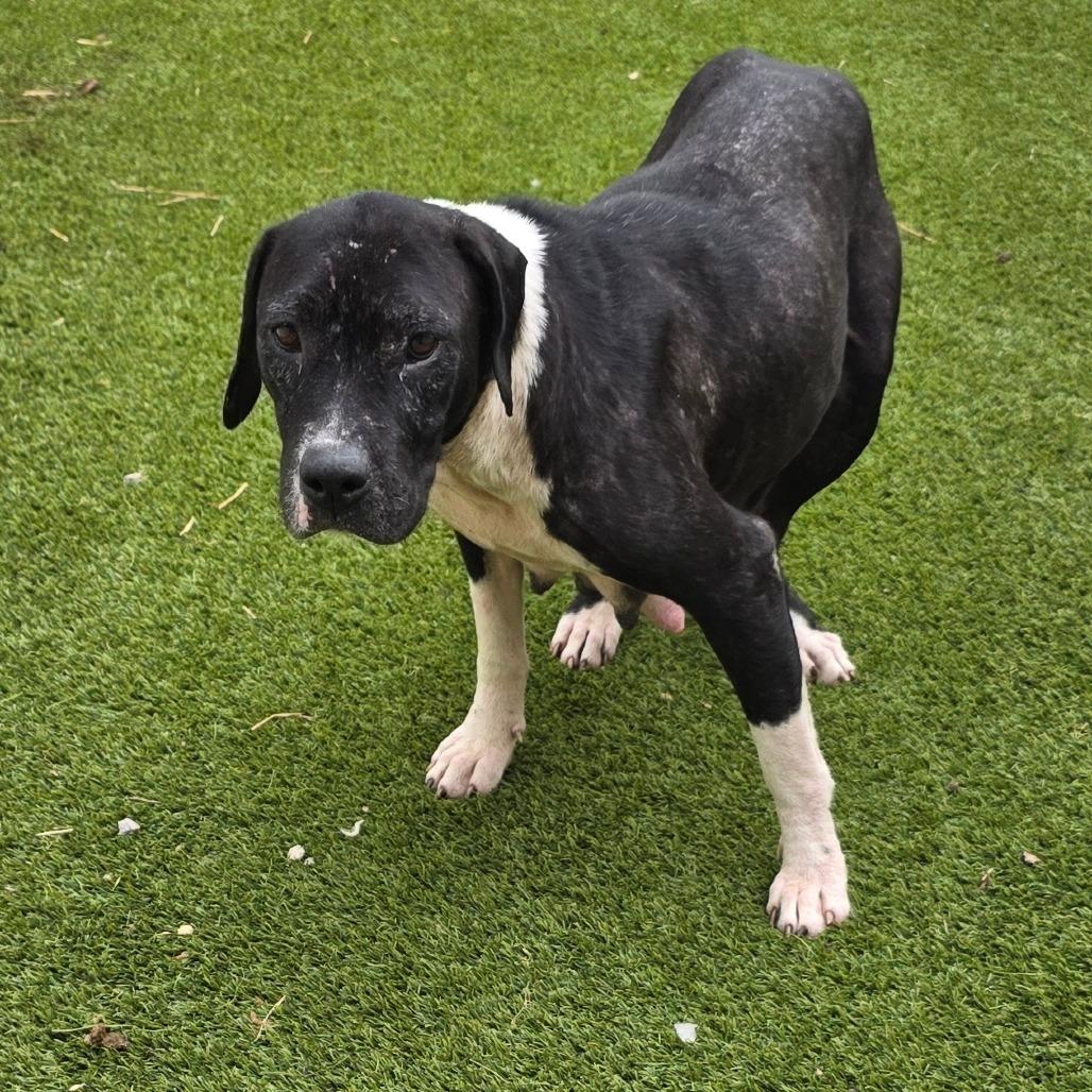 Harmony Halloween 4156