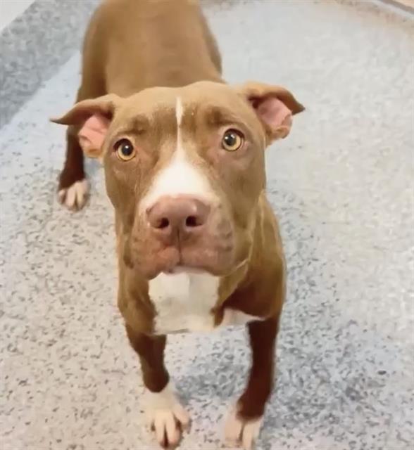 HOPE, Adoptable, Adult Female Pit Bull Terrier.