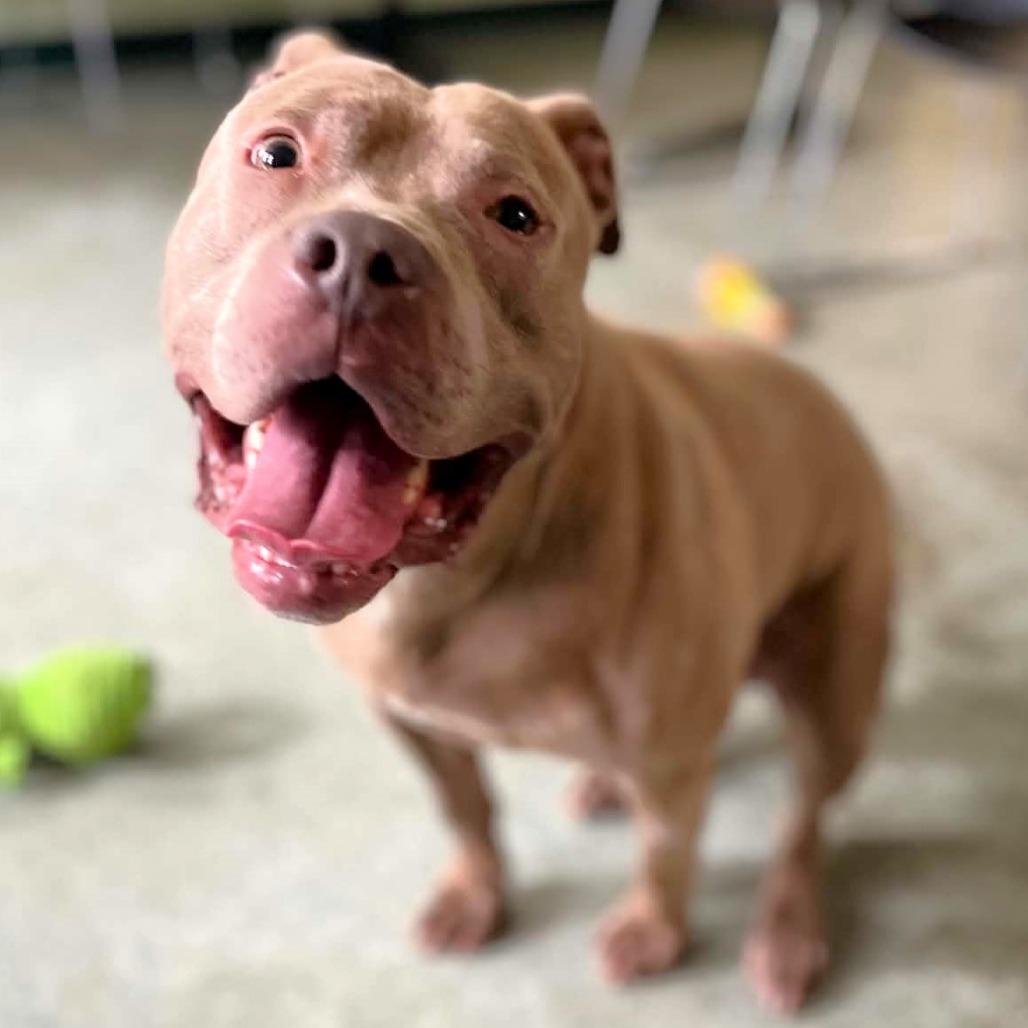 Barkley, a Adoptable Pit Bull Terrier in Michigan City, IN image 2/5