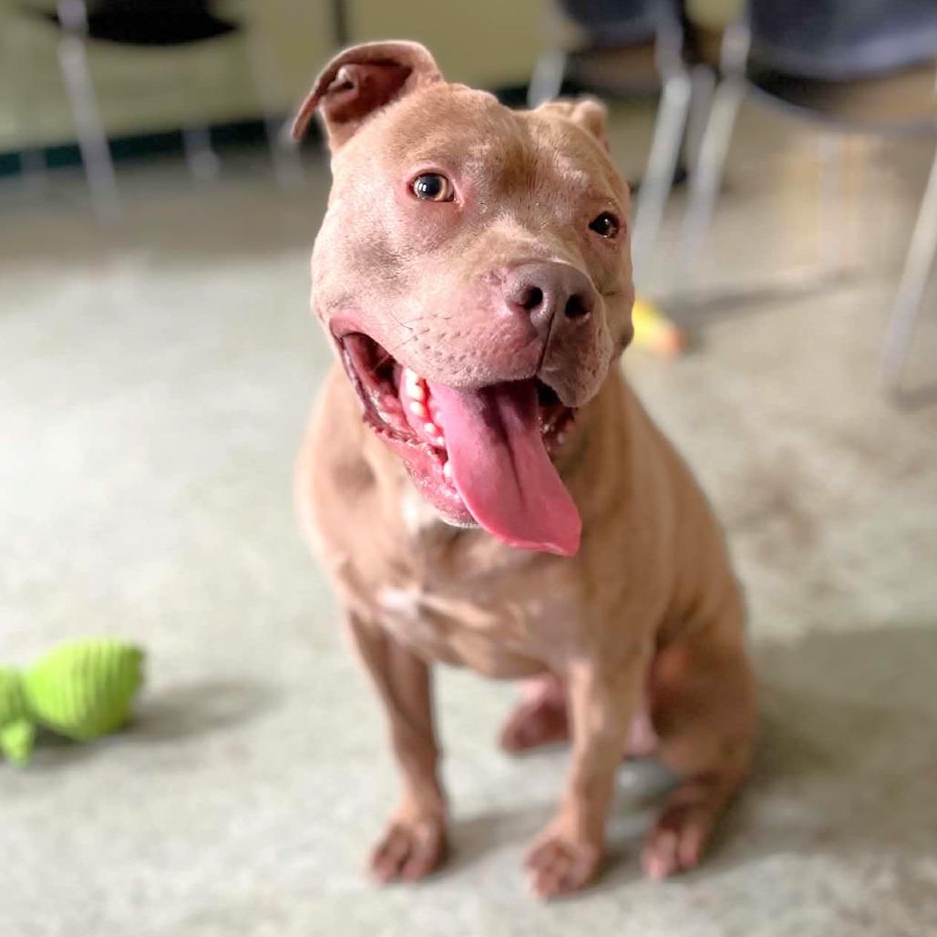 Barkley, a Adoptable Pit Bull Terrier in Michigan City, IN image 3/5