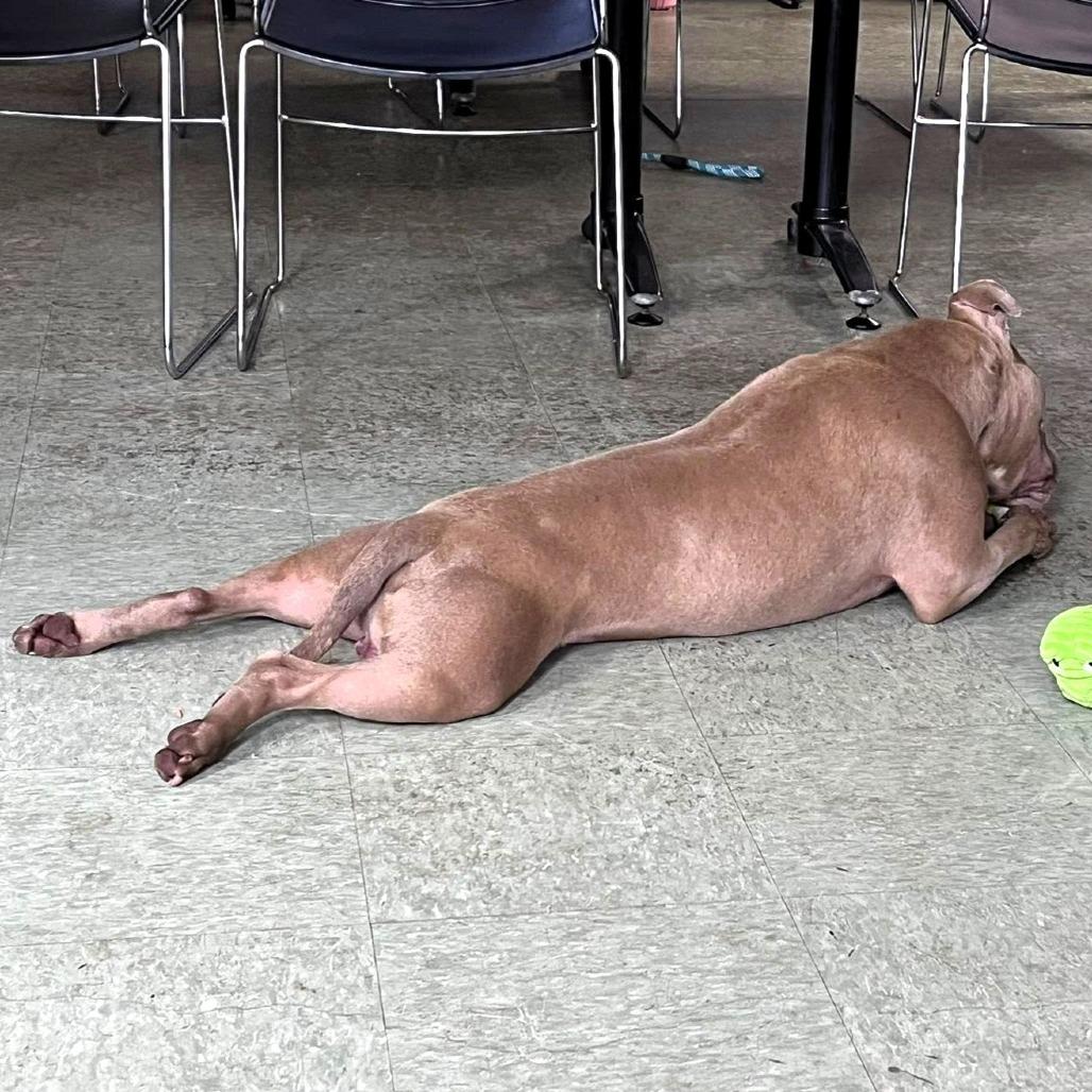 Barkley, a Adoptable Pit Bull Terrier in Michigan City, IN image 4/5
