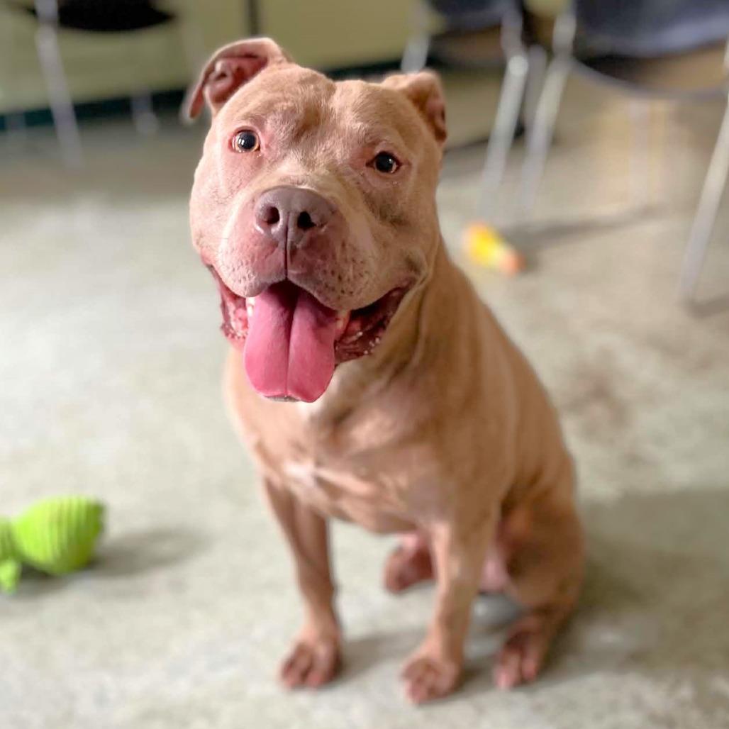 Barkley, a Adoptable Pit Bull Terrier in Michigan City, IN image 5/5