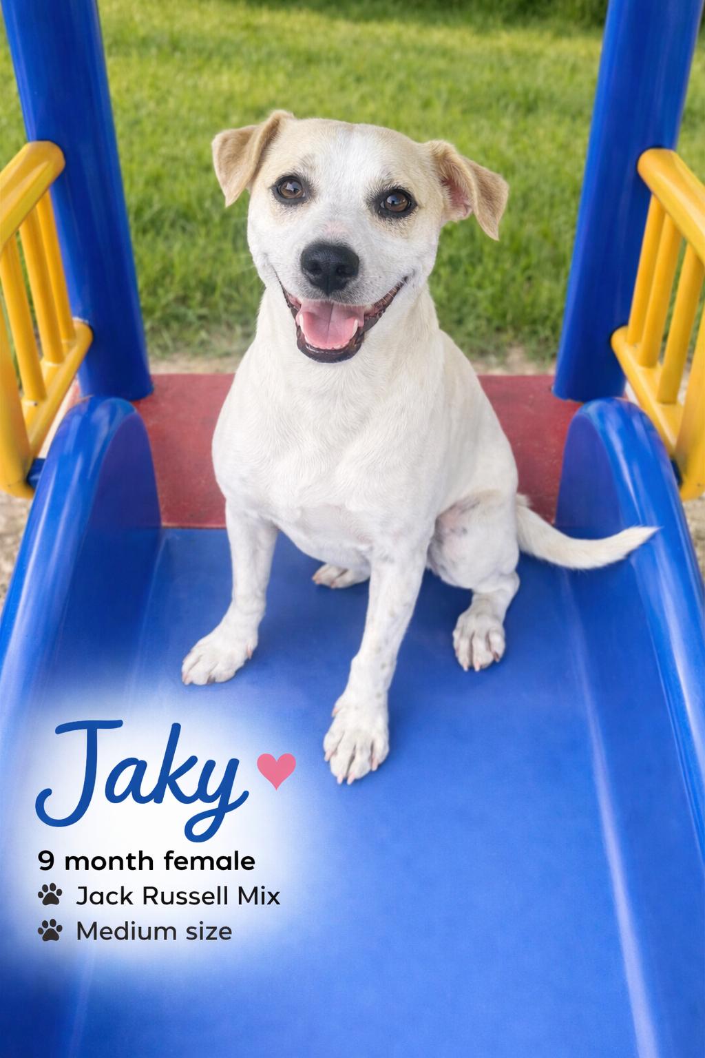 Enlarge JAKY – 9 MONTH JACK RUSSELL MIX FEMALE , a Adoptable Jack Russell Terrier in Mesa, AZ image 1/1