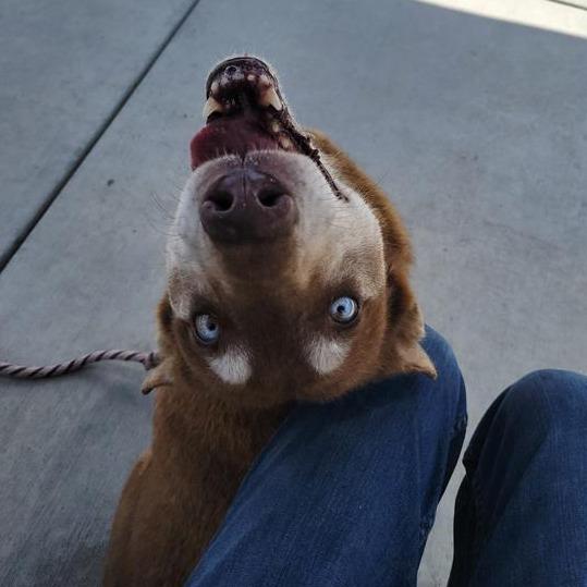 Bradley, Adoptable, Adult Male Husky.