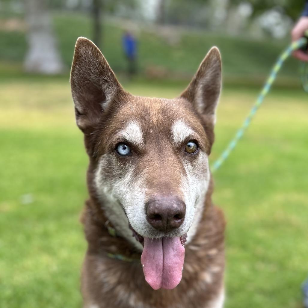 Enlarge Bradley, a Adoptable mixed breed in Hawthorne, CA image 2/6