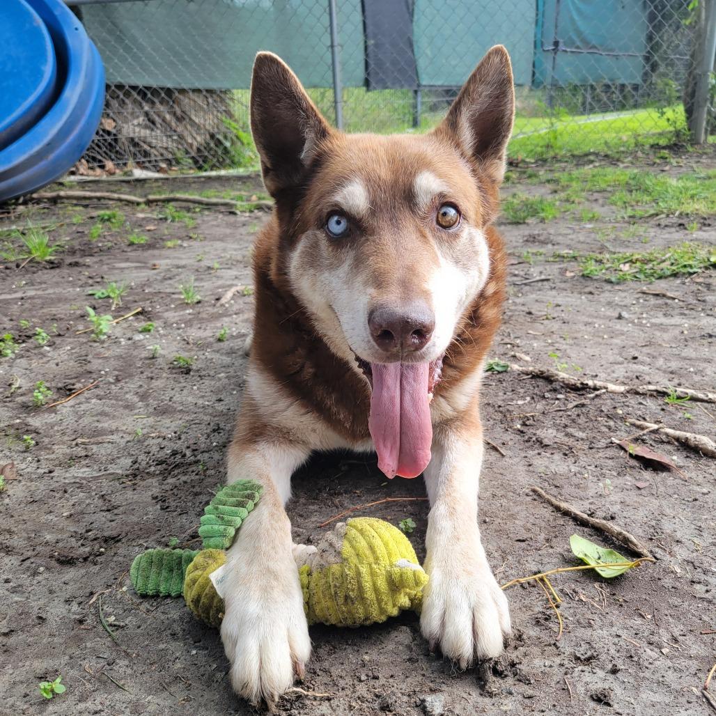 Enlarge Bradley, a Adoptable mixed breed in Hawthorne, CA image 2/6