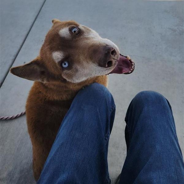 Enlarge Bradley, a Adoptable mixed breed in Hawthorne, CA image 3/3