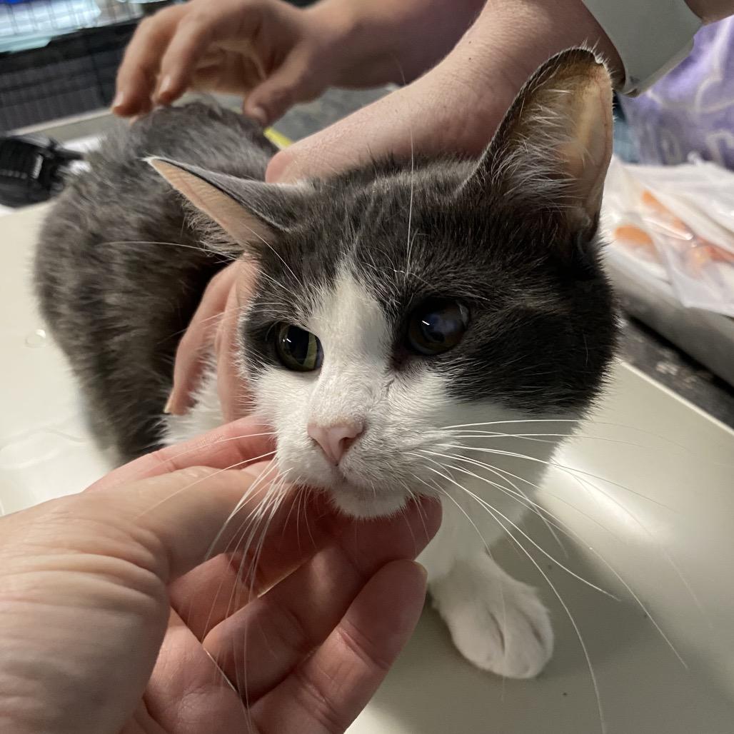 Avocado, Adoptable, Young Female Domestic Medium Hair.