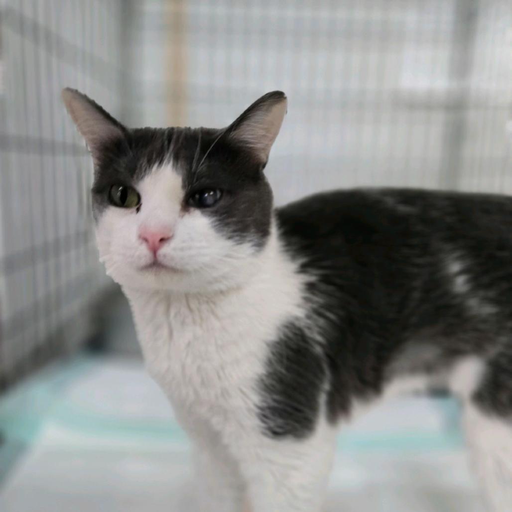 Enlarge Avocado, a Adoptable mixed breed in Hattiesburg, MS image 2/3