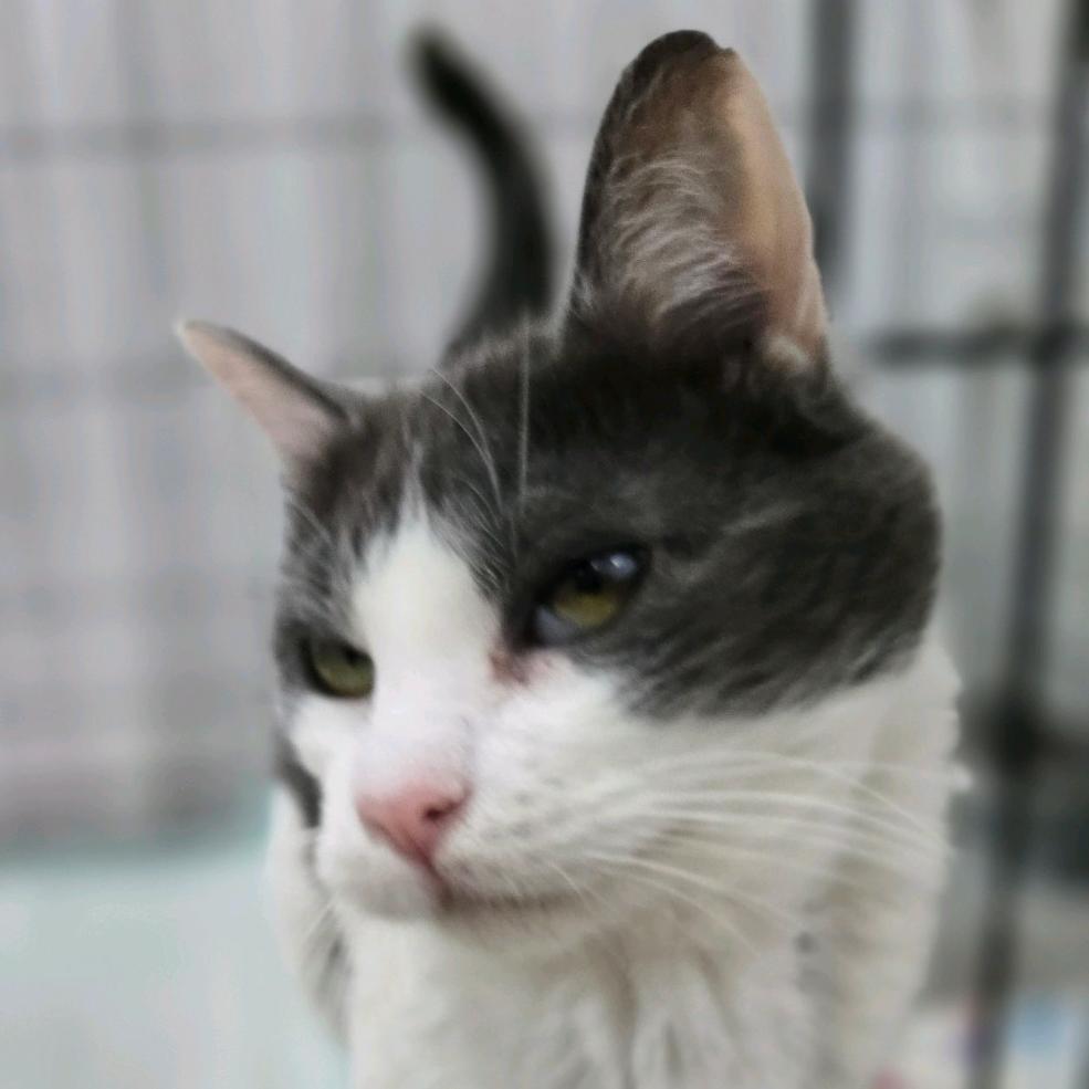 Enlarge Avocado, a Adoptable mixed breed in Hattiesburg, MS image 3/3