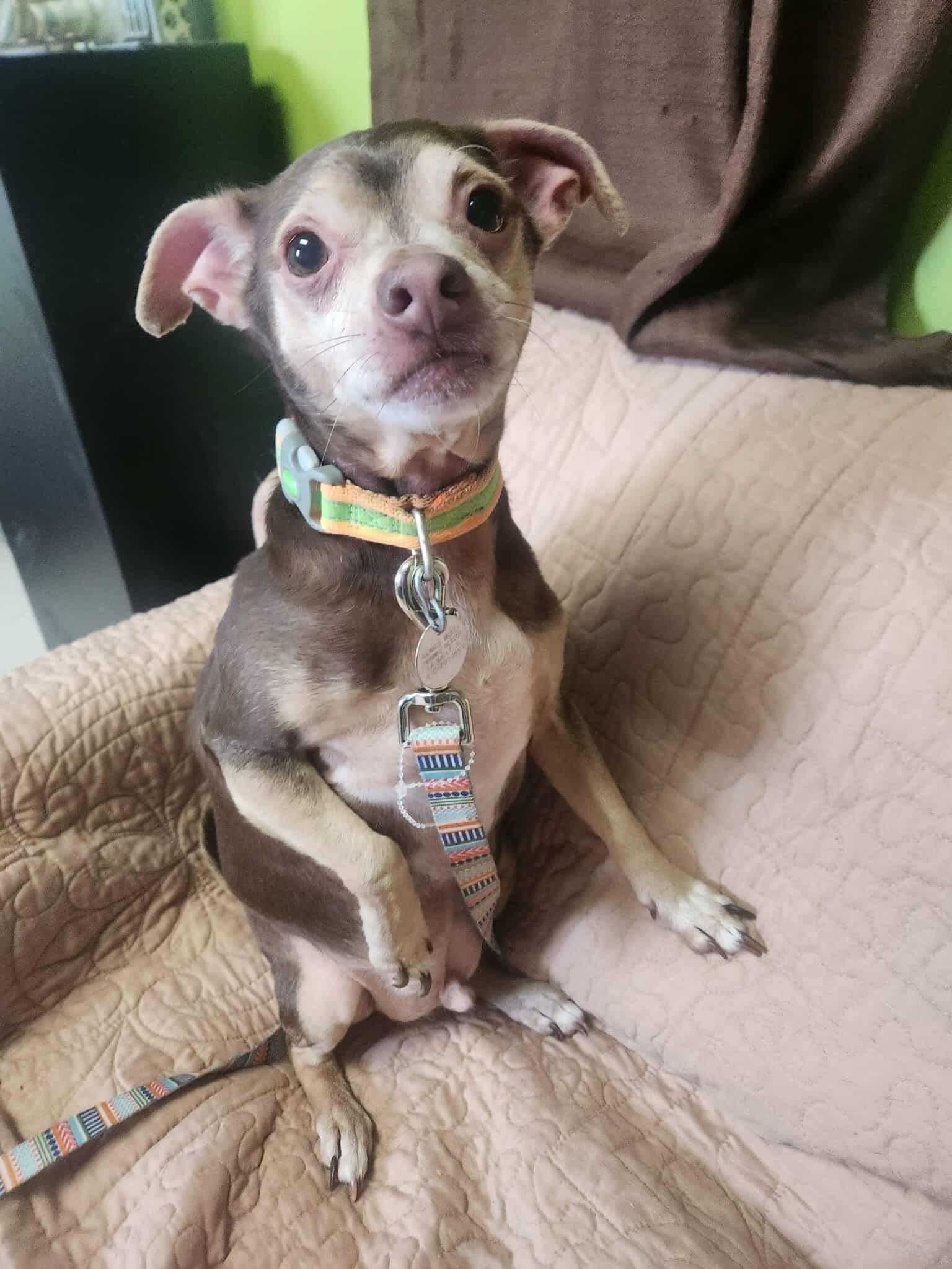 Little Bit, adopted, Senior Male Chihuahua.