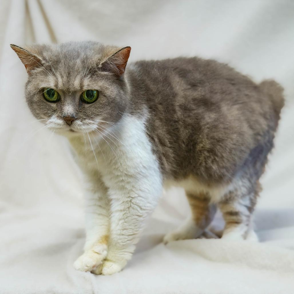 Clover, Adoptable, Senior Female Manx.