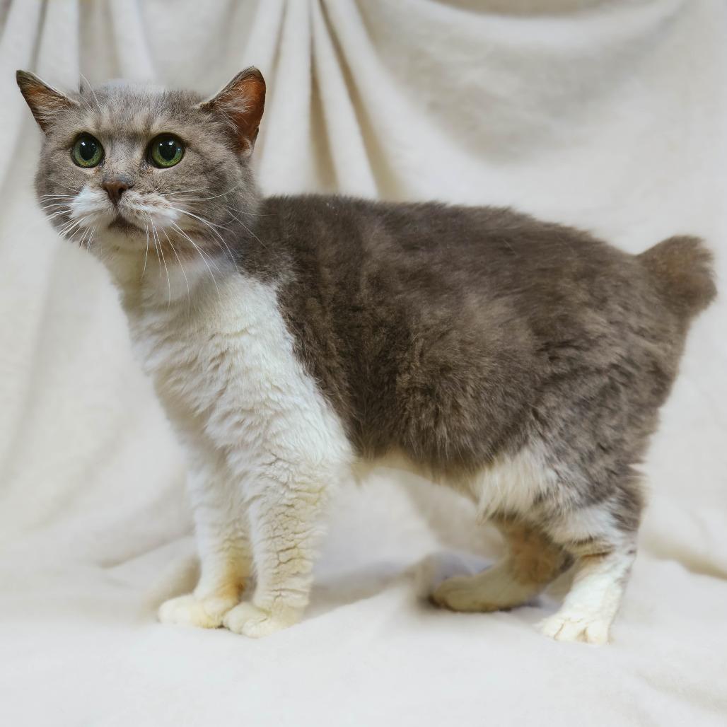Enlarge Clover, a Adoptable Manx in Versailles, KY image 2/2