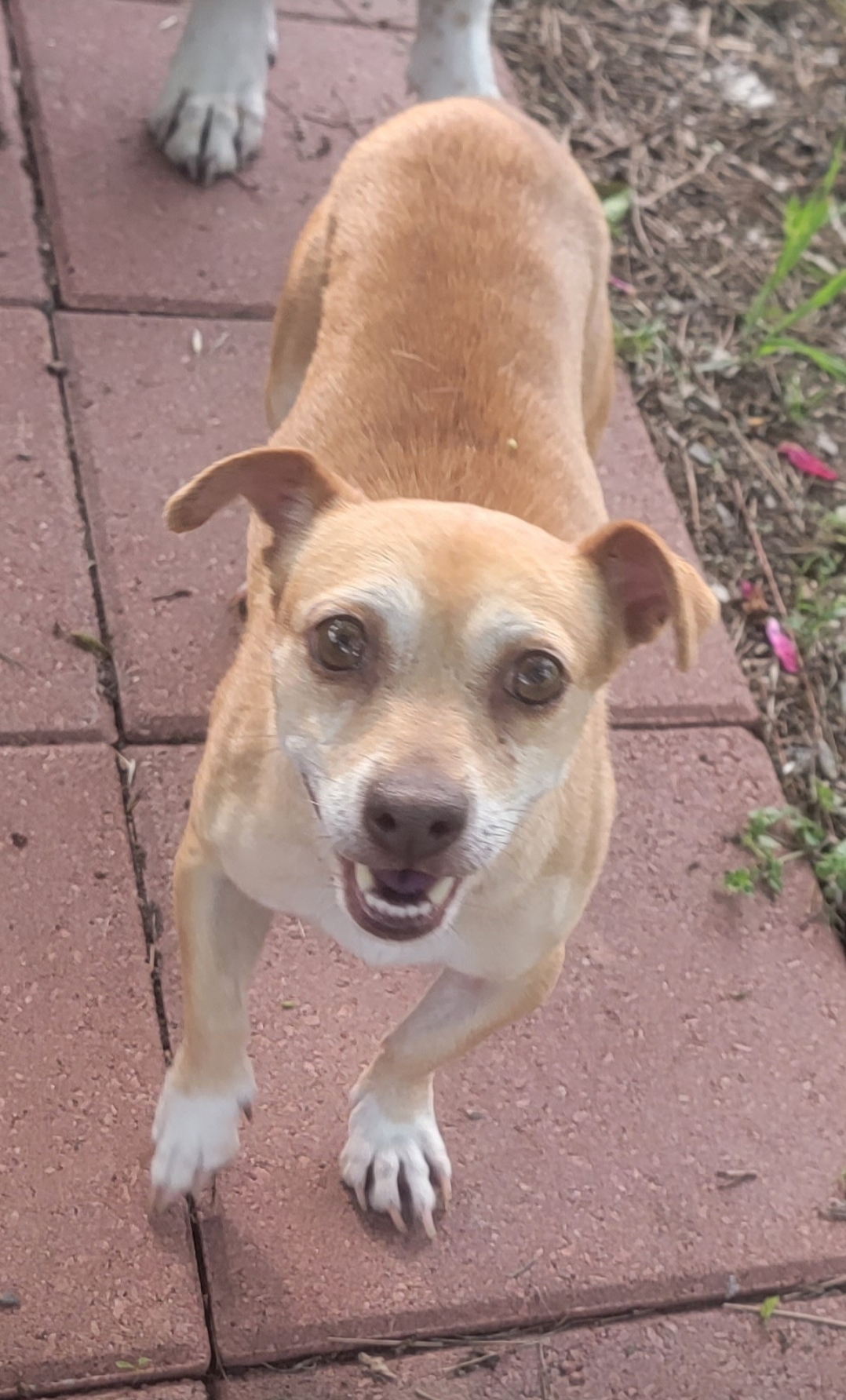 Enlarge Beth, a Adoptable mixed breed in Van Alstyne, TX image 1/5