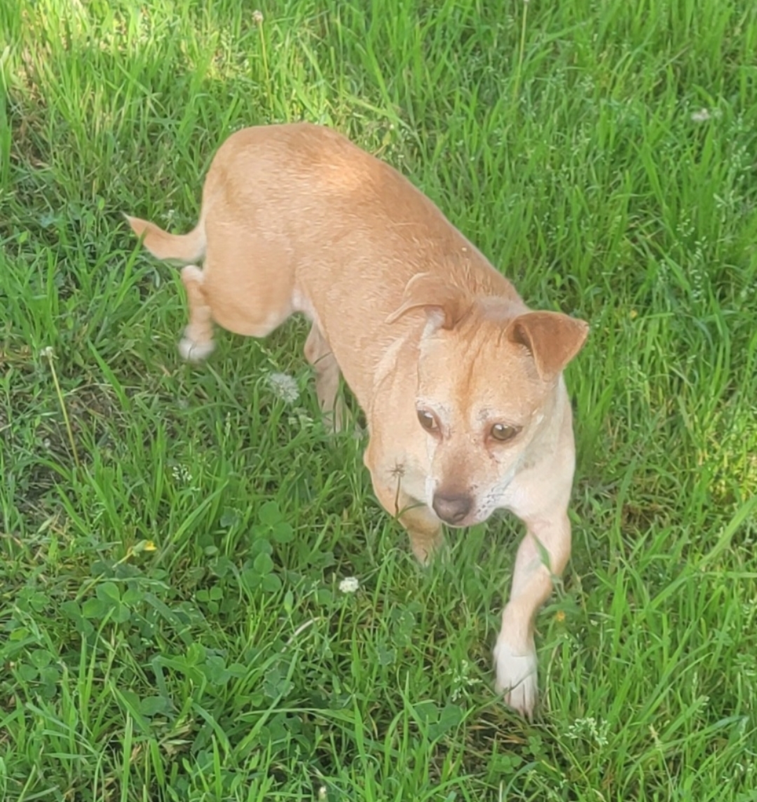 Enlarge Beth, a Adoptable mixed breed in Van Alstyne, TX image 2/5