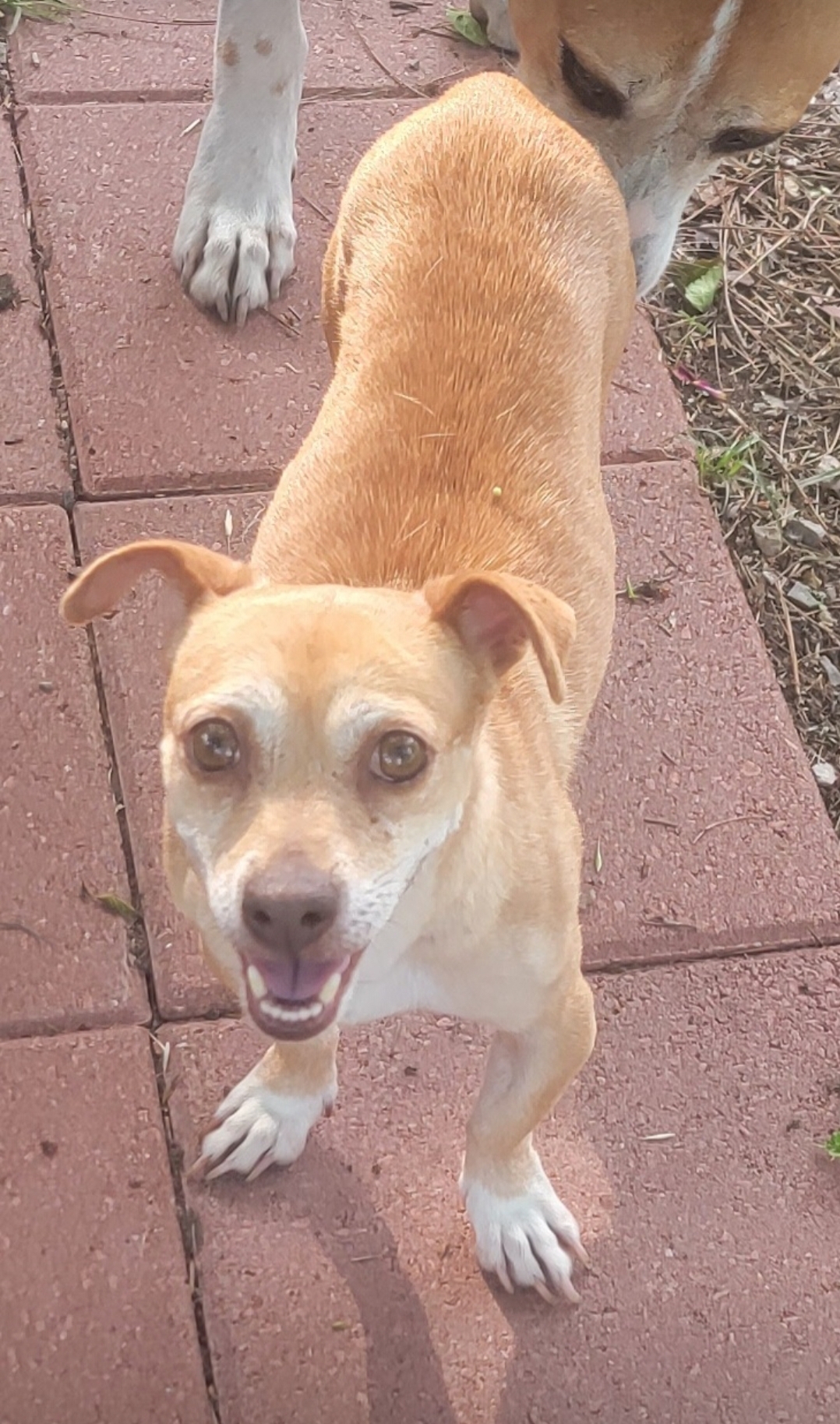 Enlarge Beth, a Adoptable mixed breed in Van Alstyne, TX image 3/5
