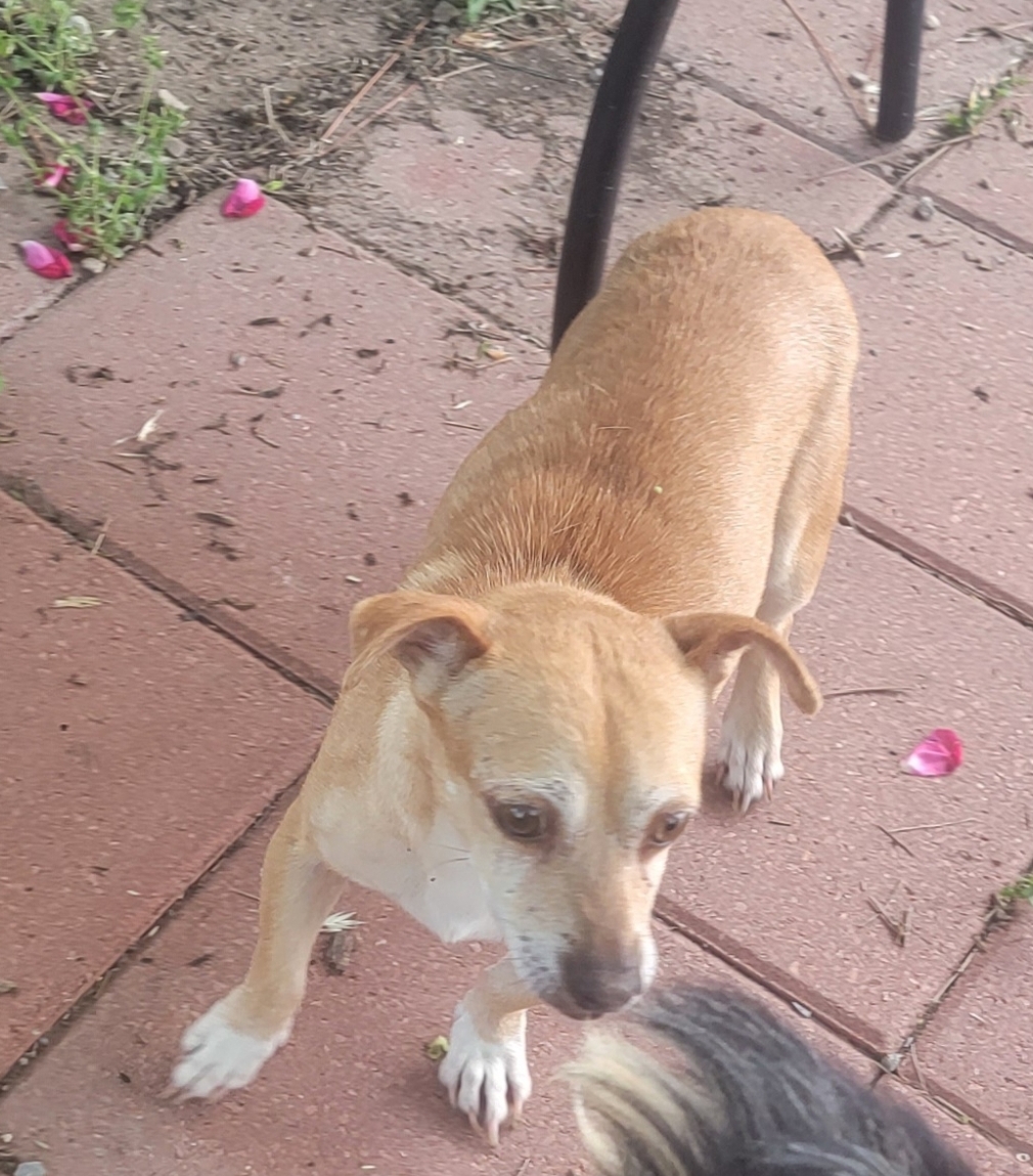 Enlarge Beth, a Adoptable mixed breed in Van Alstyne, TX image 4/5