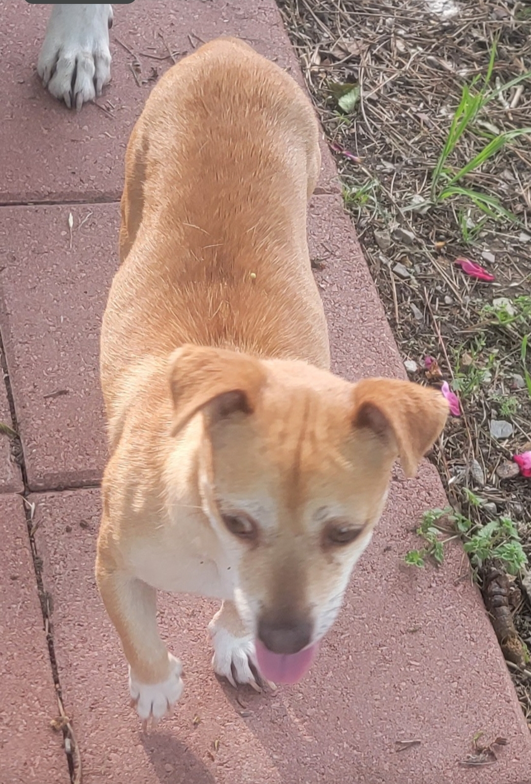 Enlarge Beth, a Adoptable mixed breed in Van Alstyne, TX image 5/5